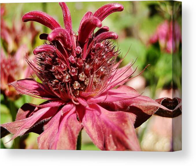 Bee Balm Canvas Print featuring the photograph Bee Balm Details by VLee Watson