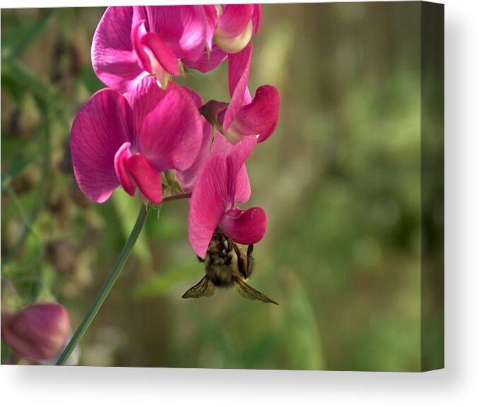 Still Life Canvas Print featuring the photograph Bee Hanging Around by Wayne Enslow
