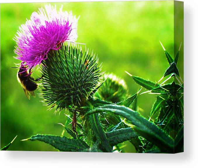 Bee On Thistle Canvas Print featuring the photograph Bee On Thistle by Joy Nichols
