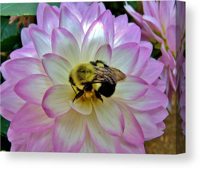 Dahlia Canvas Print featuring the photograph Bee's Delight by Hominy Valley Photography