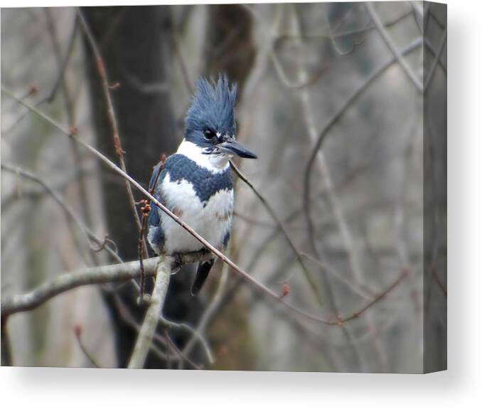 Bird Canvas Print featuring the photograph Belted Kingfisher by Dark Whimsy