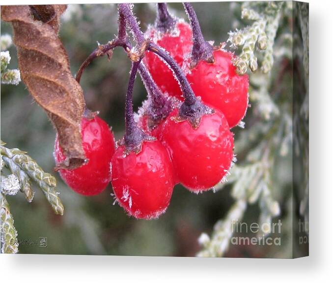 Mccombie Canvas Print featuring the photograph Berries in Ice by J McCombie