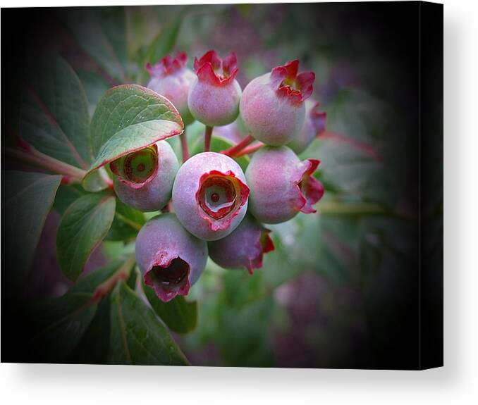 Blueberries Canvas Print featuring the photograph Berry Unripe by MTBobbins Photography
