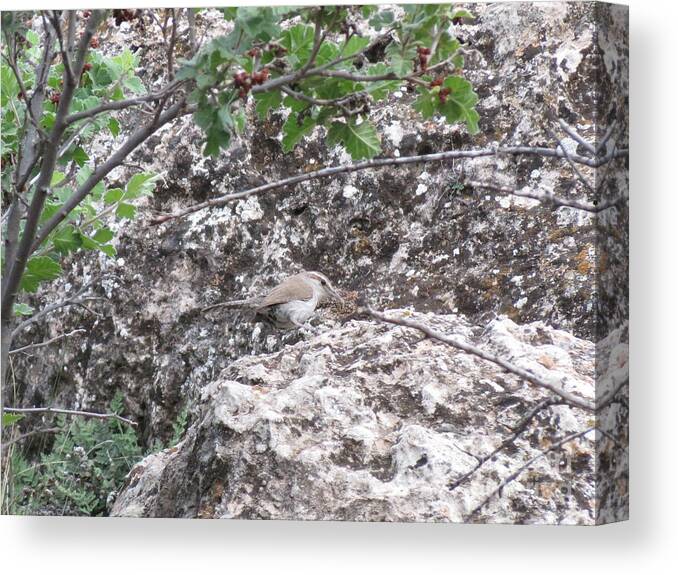 Aimee Mouw Canvas Print featuring the photograph Bewick's Wren on the Canyon Wall by Aimee Mouw