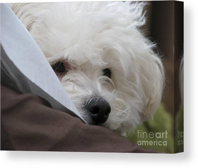 Bichon Friese Canvas Print featuring the photograph Molly by Michael Krek