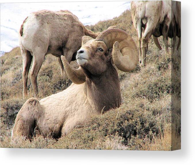 Big Canvas Print featuring the photograph Big Bighorn Ram by Darcy Tate