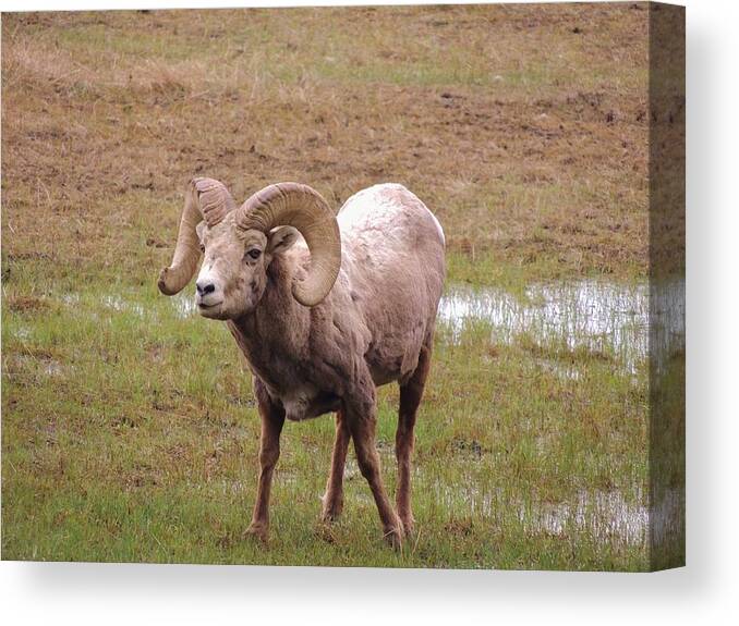 Sheep Canvas Print featuring the photograph Big Horn by Rob McCauley