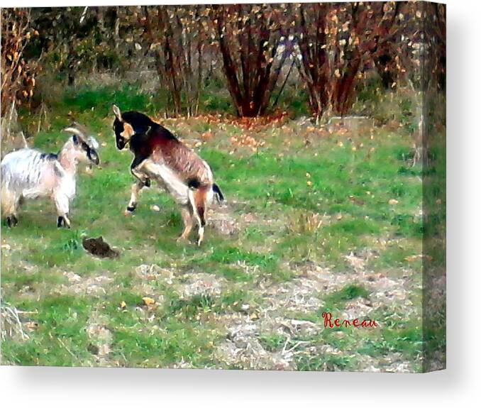 Goats Canvas Print featuring the photograph Billy Goats Butt by A L Sadie Reneau