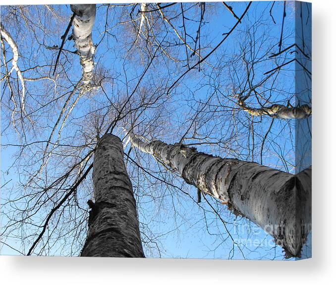 Tree Canvas Print featuring the photograph Birch Group in Winter by Erick Schmidt
