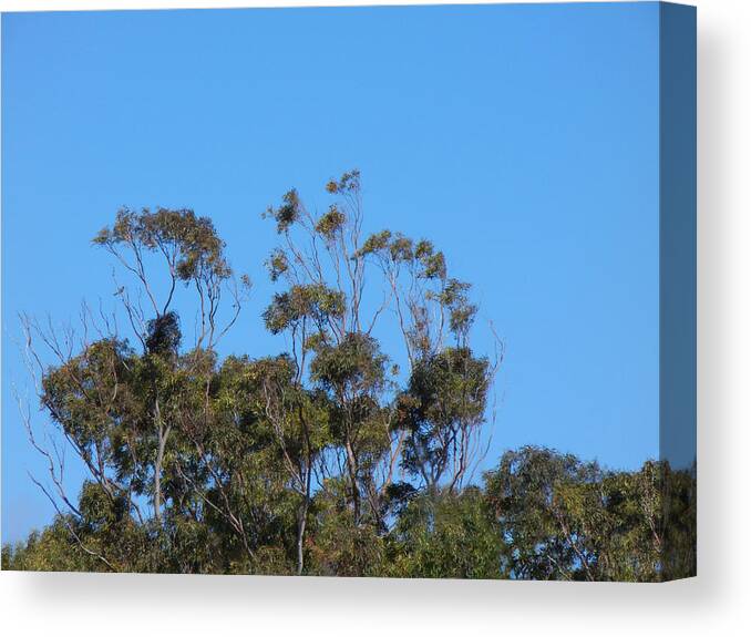 Bird Canvas Print featuring the photograph Bird In A Tree by Mark Blauhoefer