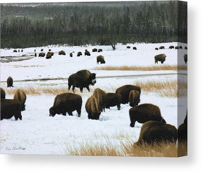 Wild Bison Canvas Print featuring the mixed media Bison Cows Browsing by Kae Cheatham