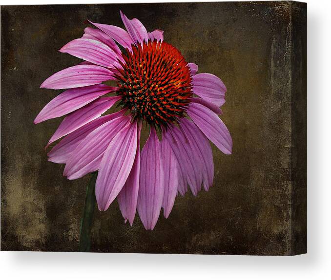Flower Canvas Print featuring the photograph Bittersweet Memories by David Dehner