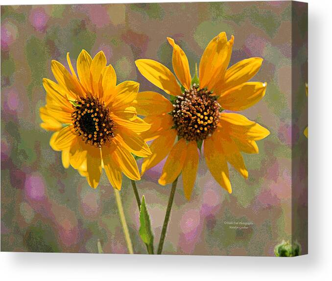  Canvas Print featuring the photograph Black-eyed Susan by Matalyn Gardner