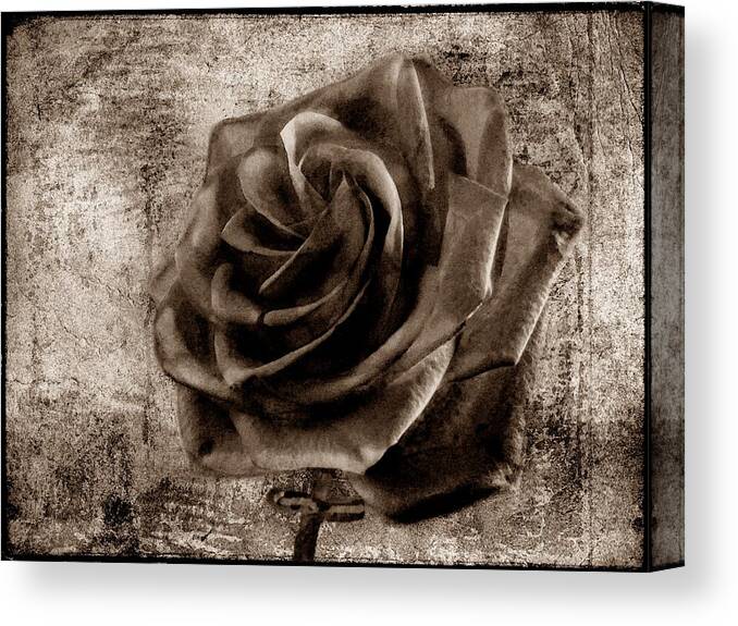 Rose Canvas Print featuring the photograph Black Rose Eternal Sepia by David Dehner