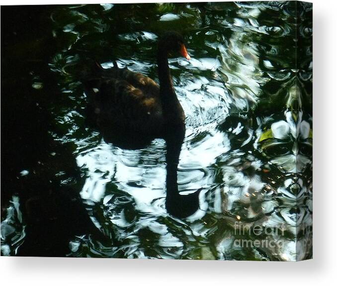 Black Canvas Print featuring the photograph Black Swan by Therese Alcorn