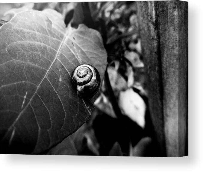 Snail Canvas Print featuring the photograph Black Swirl by Zinvolle Art