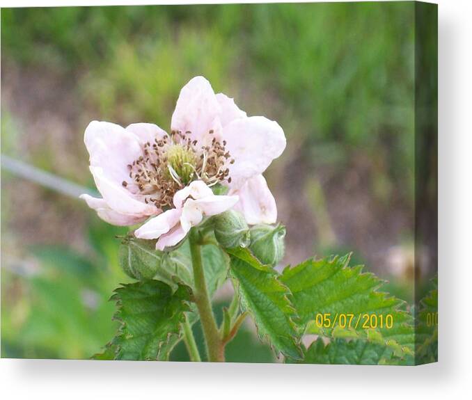  Canvas Print featuring the photograph Blackberry Blossom by Belinda Lee