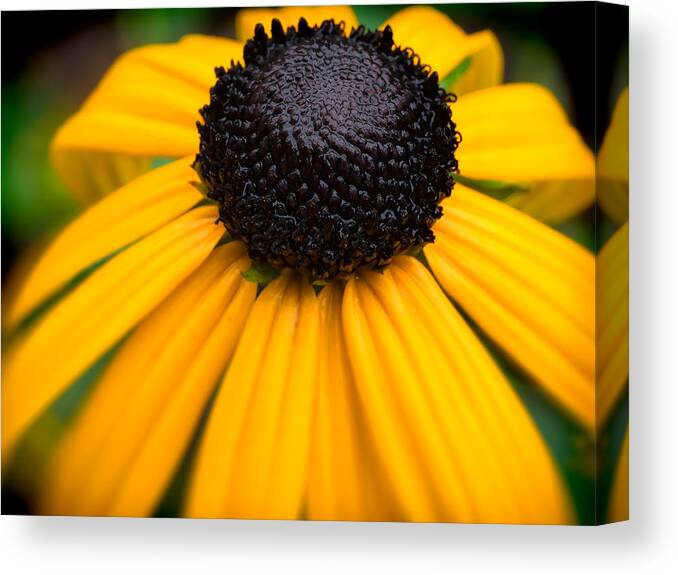 Flower Canvas Print featuring the photograph Blackeyed Susan by David Kay
