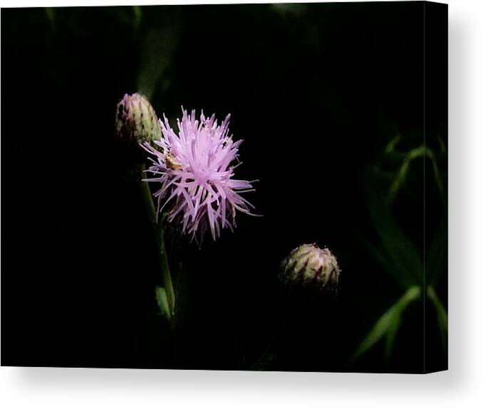 Rough Blazing Star Canvas Print featuring the photograph Blazing Star by Eric Noa