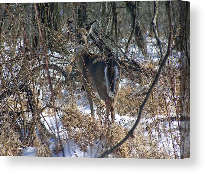 Whitetail Deer Canvas Print featuring the photograph Blending In by Louise Peardon