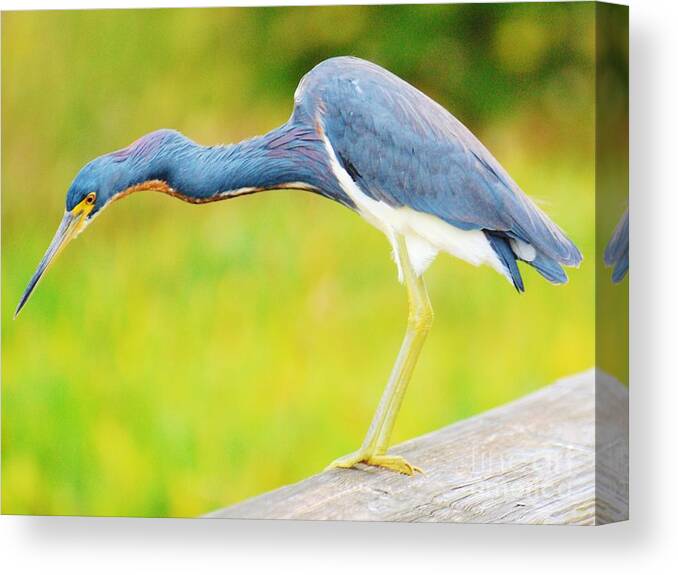 Blue Heron Canvas Print featuring the photograph Blue Heron by William Wyckoff