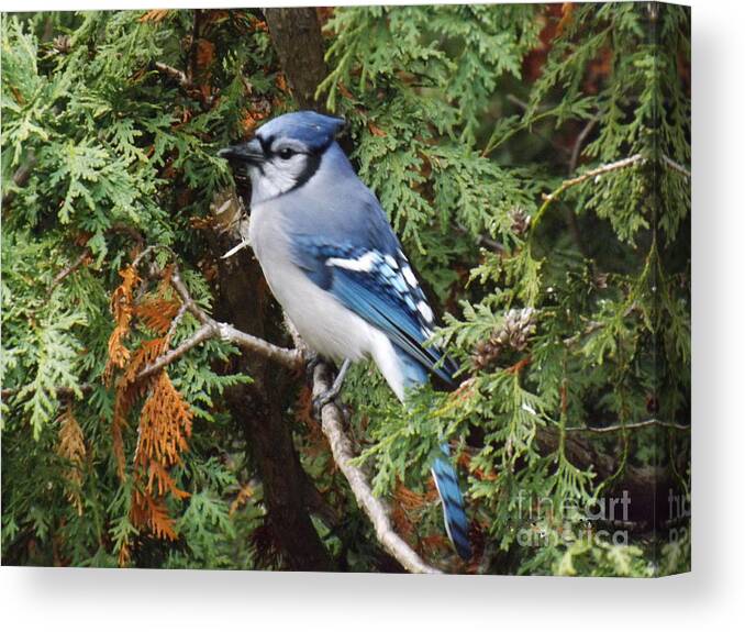 Blue Jay Canvas Print featuring the photograph Blue Jay in cedar tree by Brenda Brown