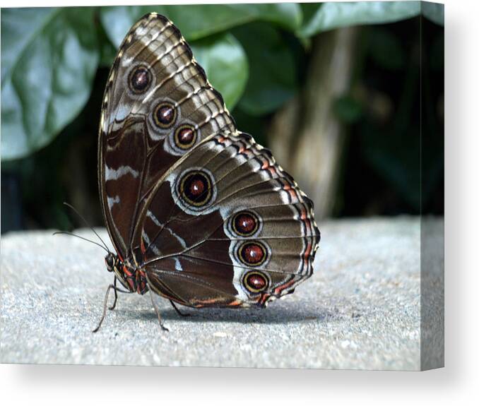 Butterfly Canvas Print featuring the photograph Blue Morpho Butterfly Resting on the Ground by Jessica Foster
