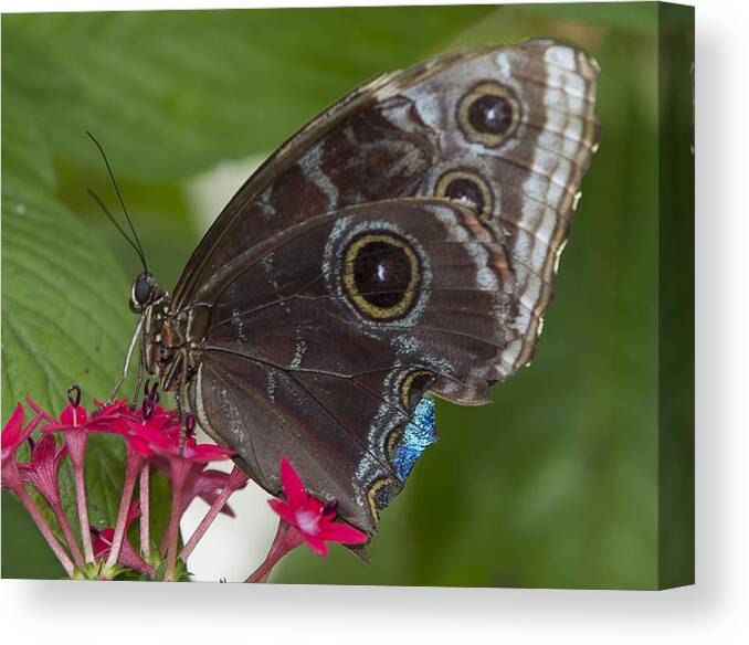 Tropical Canvas Print featuring the photograph Blue Morpho Butterfly by Sean Allen