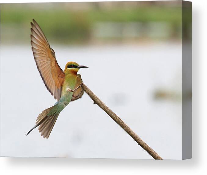 Animal Themes Canvas Print featuring the photograph Blue-tailed Bee-eater by Chong Boon Tiong