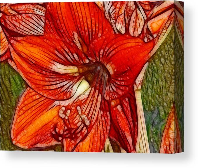 Bold Red Amaryllis - Maria Holmes Canvas Print featuring the photograph Bold Red Amaryllis by Maria Holmes