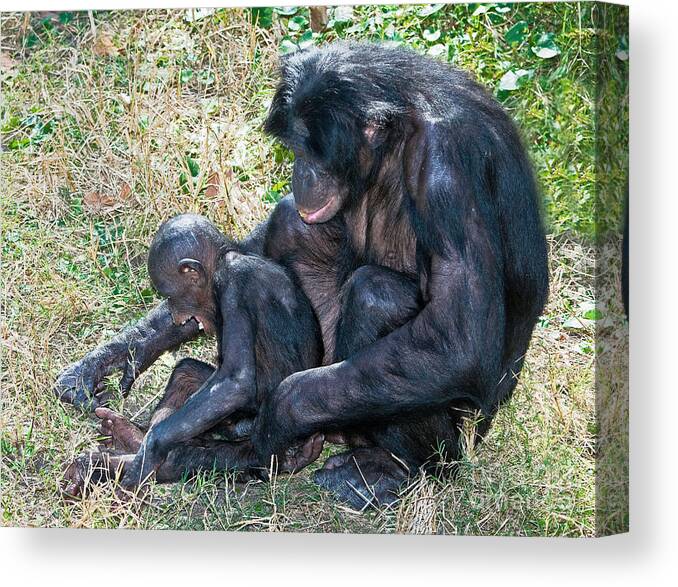 Bonobo Canvas Print featuring the photograph Bonobo Adult Tickeling Juvenile by Millard H. Sharp