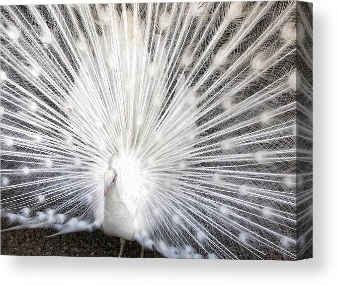 Peacock Canvas Print featuring the photograph Booya by Tammy Espino