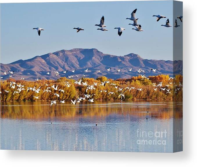 Snow Geese Canvas Print featuring the photograph Bosque del Apache by William Wyckoff