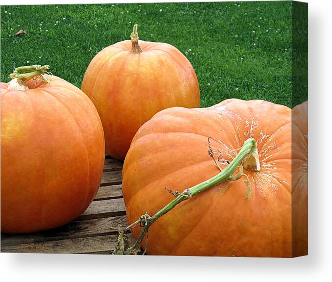 Pumpkins Canvas Print featuring the photograph Bounty by Janice Drew