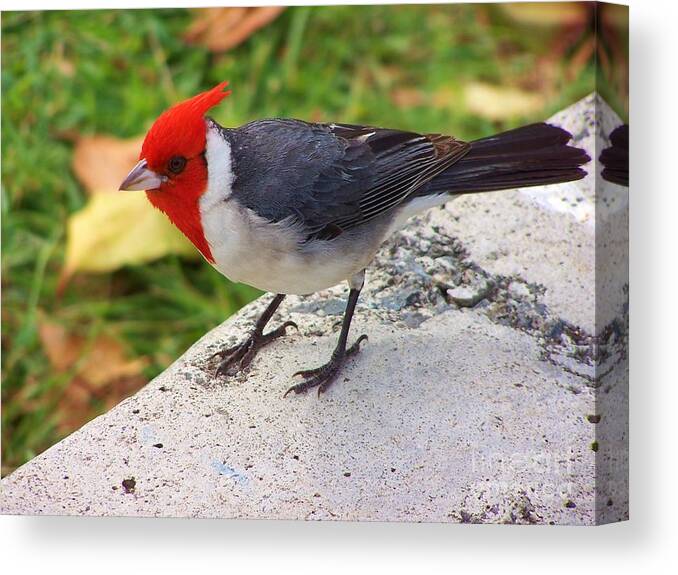 Wildlife Canvas Print featuring the photograph Brazilian Red Capped Cardinal by Brigitte Emme