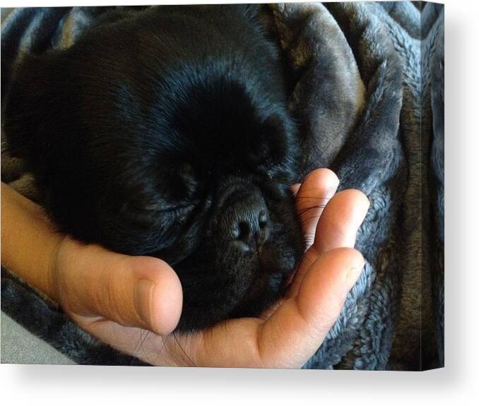 Brigham Sleeping On Mommy's Hand Canvas Print featuring the photograph Brigham by Paula Brown