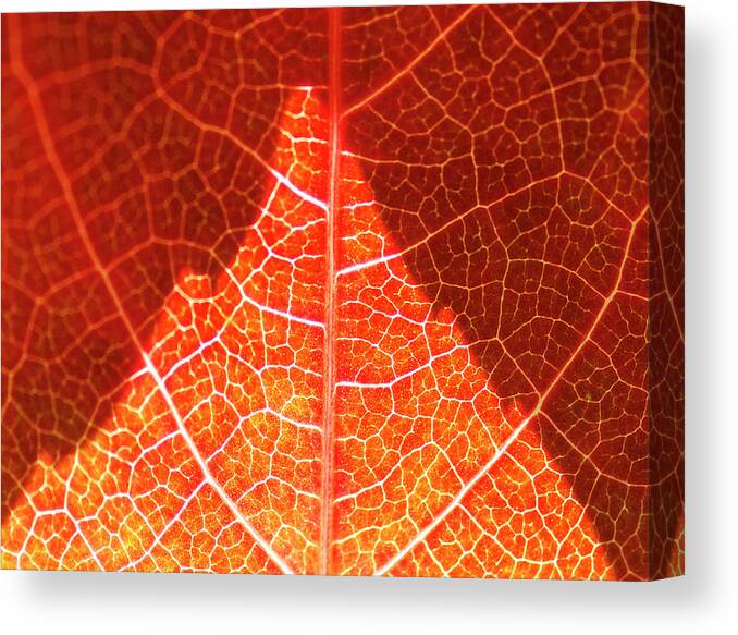 Red Canvas Print featuring the photograph Bright and Dark by Heiko Koehrer-Wagner
