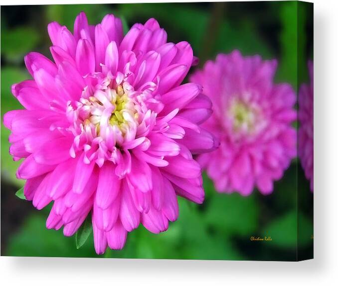 Pink Flowers Canvas Print featuring the photograph Pink Zinnia Flowers by Christina Rollo