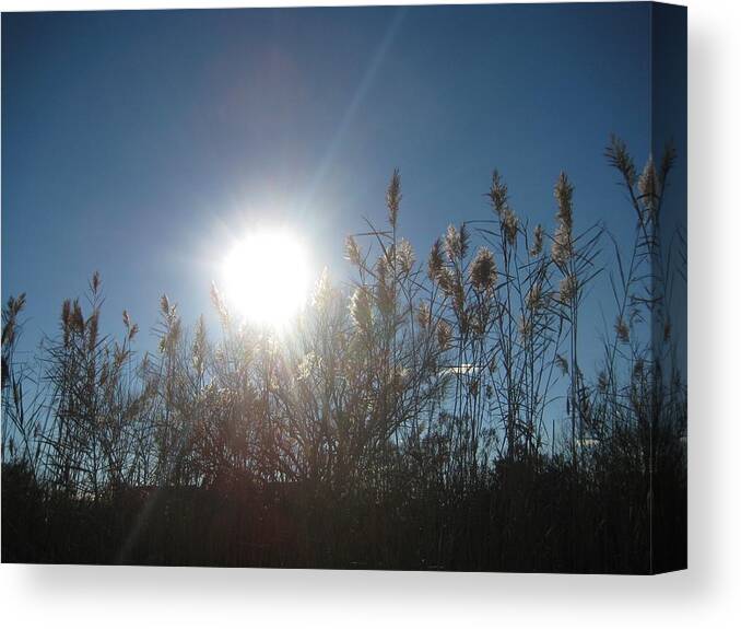 Sun Canvas Print featuring the photograph Brilliance In The Grasses by Melissa McCrann