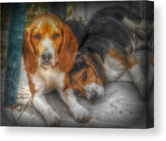 Beagle Canvas Print featuring the photograph Brothers by Amanda Eberly