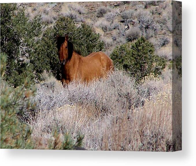 Wild Horses Canvas Print featuring the photograph Buckskin by Craig Downer