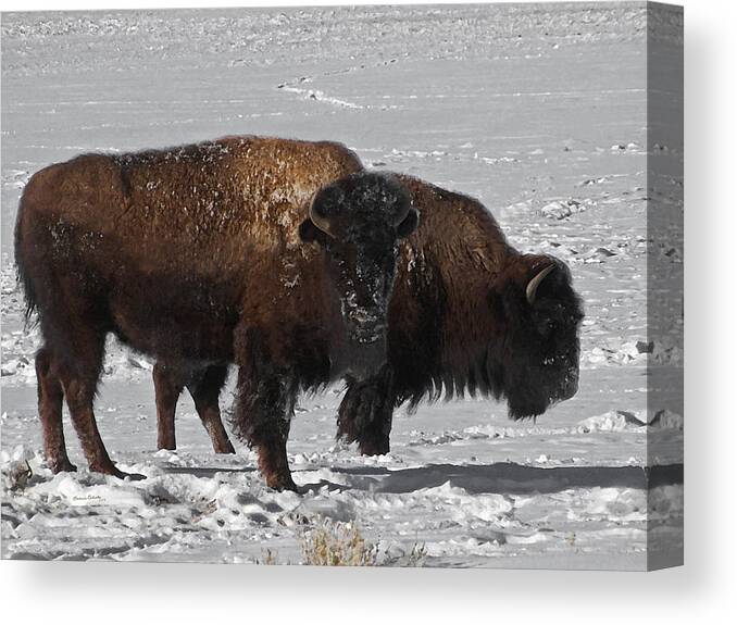 Buffalo Canvas Print featuring the photograph Buffalo in Snow by Ernest Echols