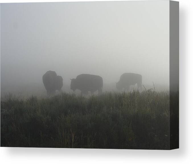 Buffalo Canvas Print featuring the photograph Buffalo in the Mist by Stacy Abbott