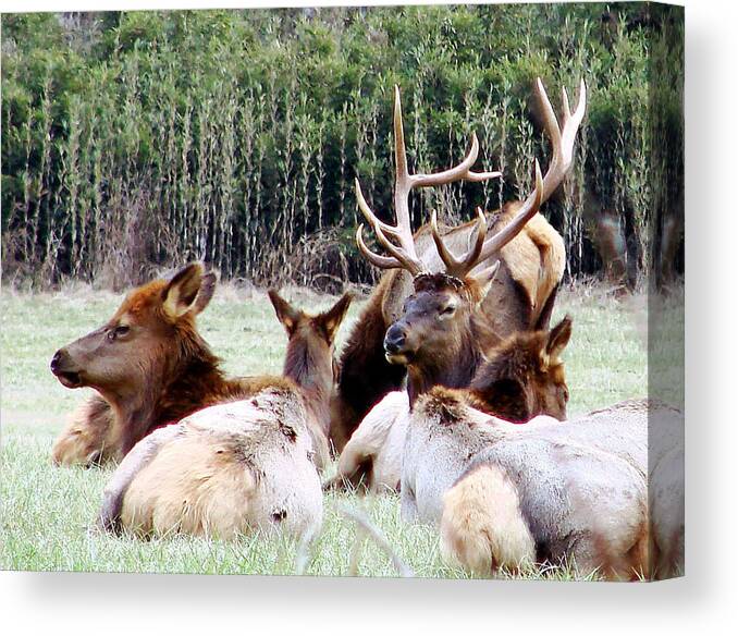 Elk Canvas Print featuring the photograph Bull Elk and his girls 2 by Mary Halpin