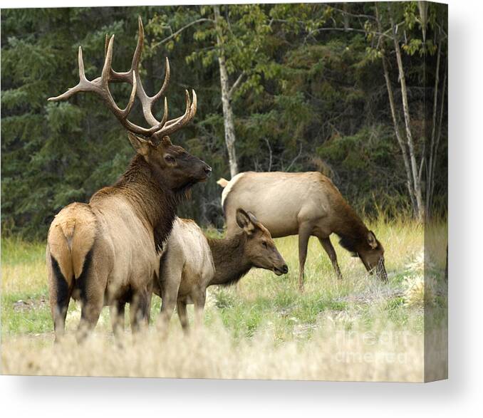 Elk Canvas Print featuring the photograph Bull Elk With His Harem by Bob Christopher