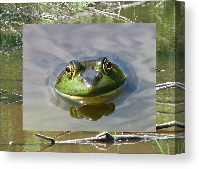 Frog Canvas Print featuring the photograph Bull Frog and Pond by Natalie Rotman Cote