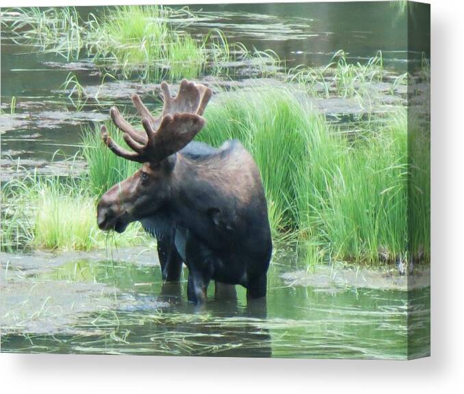 Moose Canvas Print featuring the photograph Bull Moose in the Wild by Feva Fotos