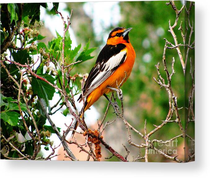 Oriole Canvas Print featuring the photograph Bullock's Oriole by Steven Parker