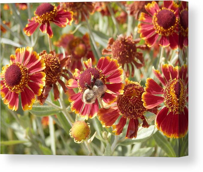 Bee Canvas Print featuring the photograph Busy Bee by Pema Hou