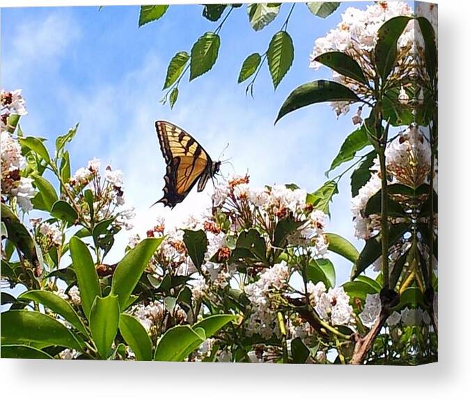 Butterfly Canvas Print featuring the photograph Butterfly by Dani McEvoy